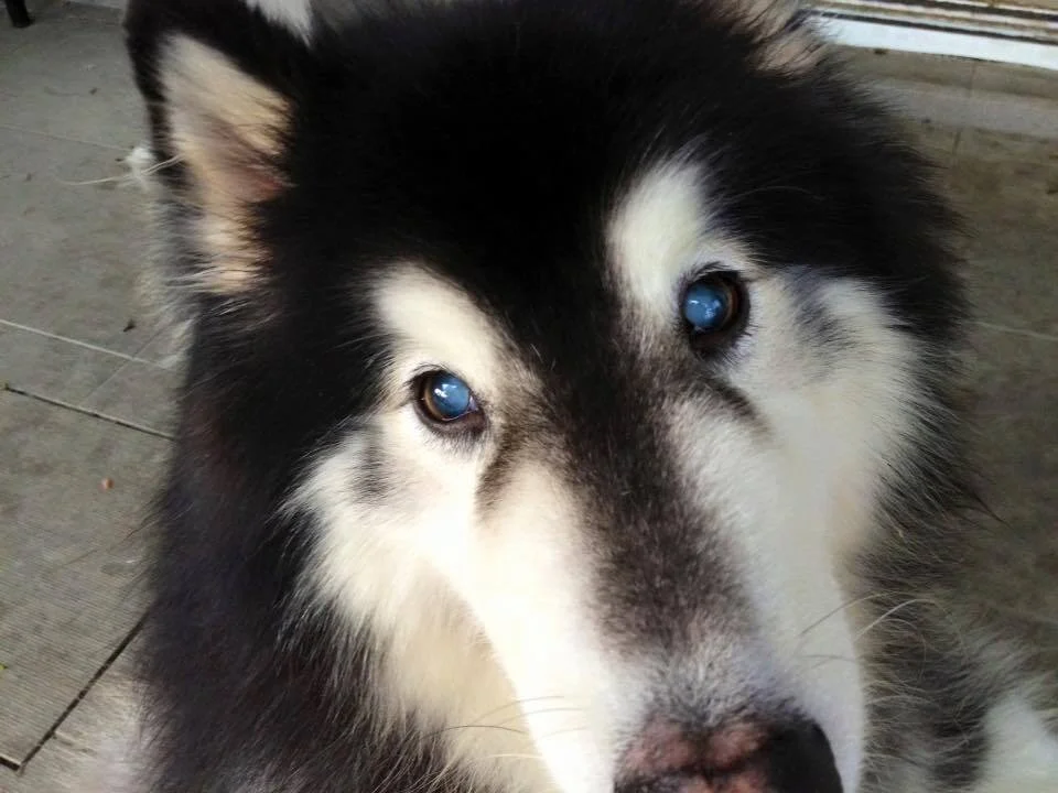 Cataracts in Senior Dogs