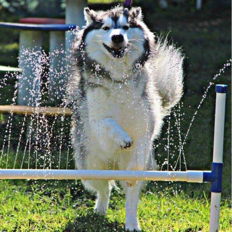 how long can huskies be in the heat