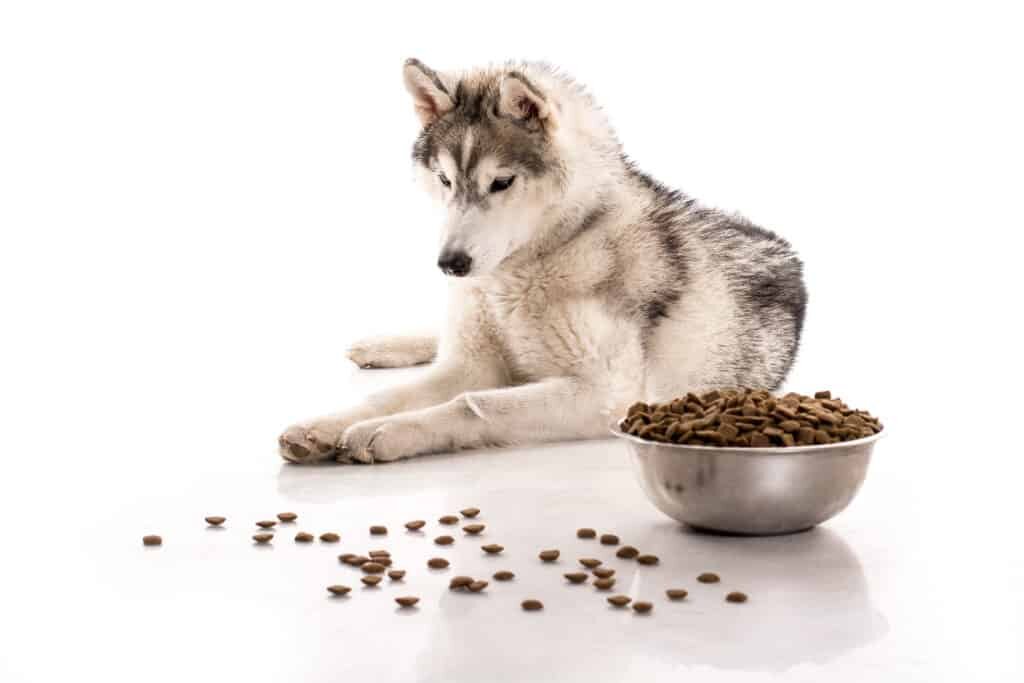 how much should i feed a husky puppy