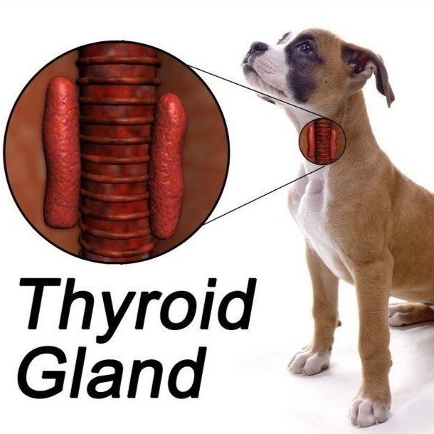Hypothyroidism in Dogs