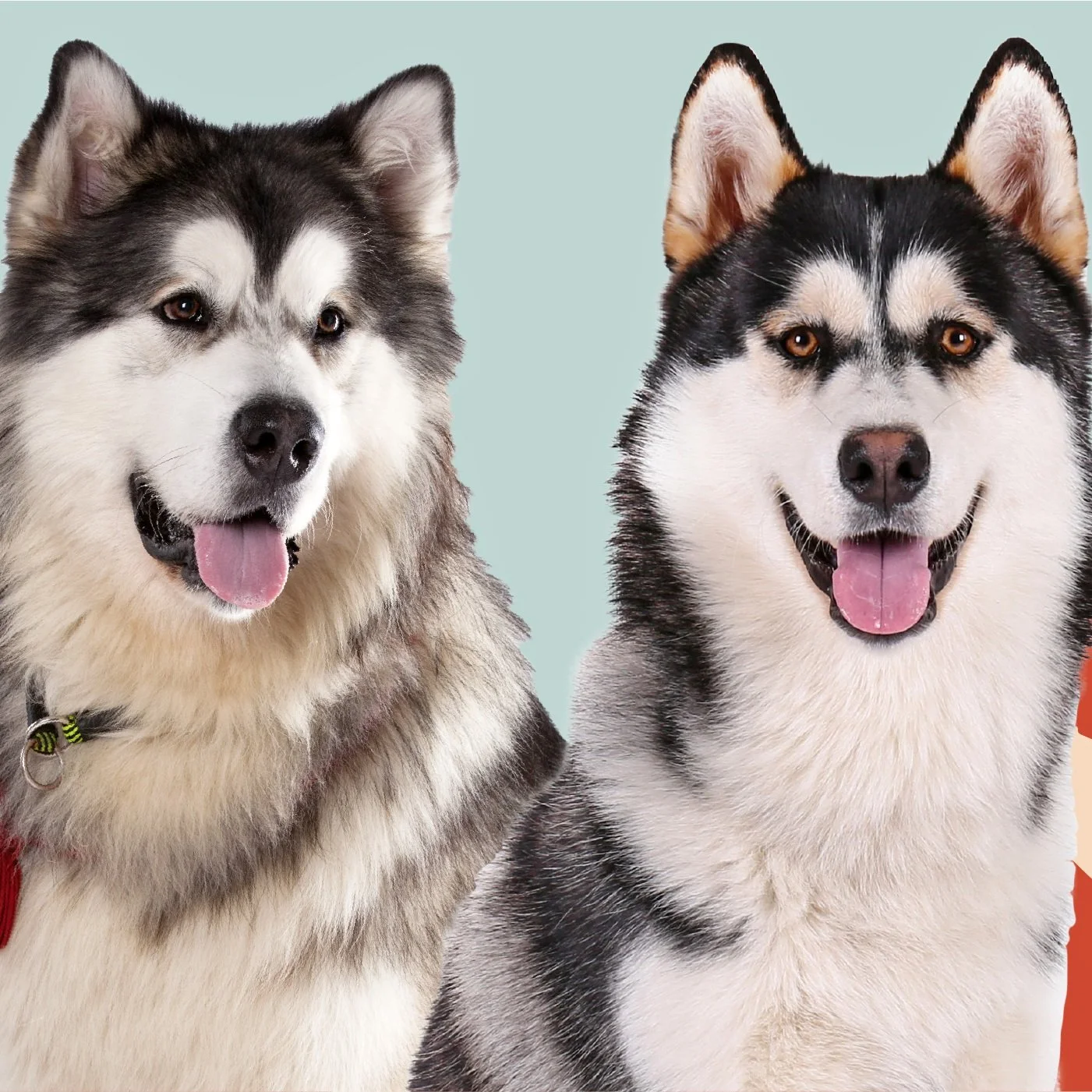 Siberian Huskies vs Alaskan Malamutes 
