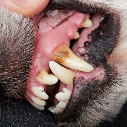 Halitosis in Dogs  &nbsp;