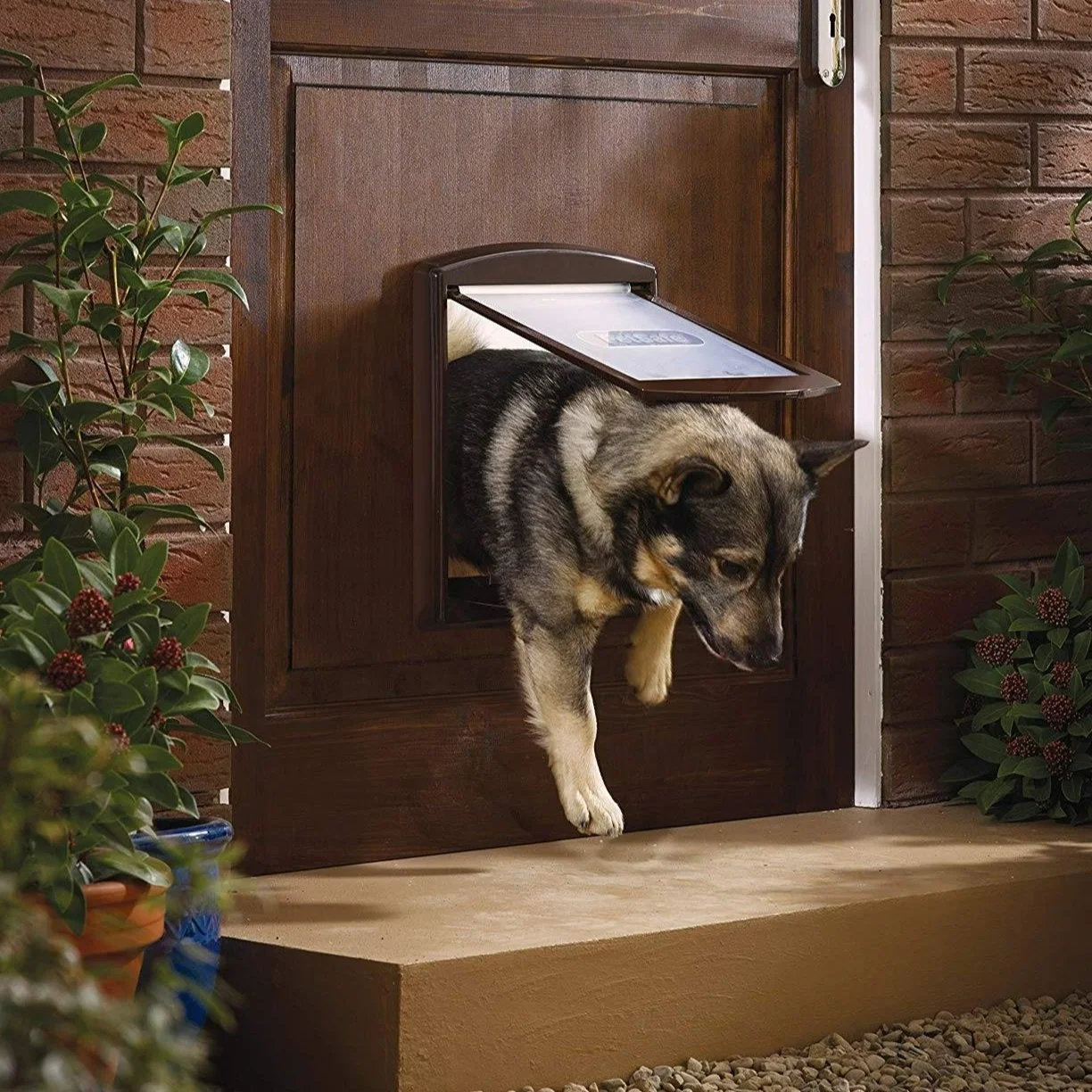 The Downside of Doggy Doors