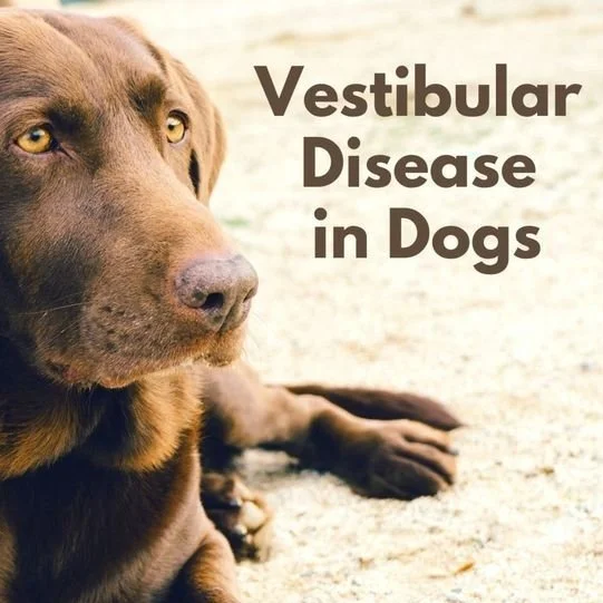 Vertigo in Dogs