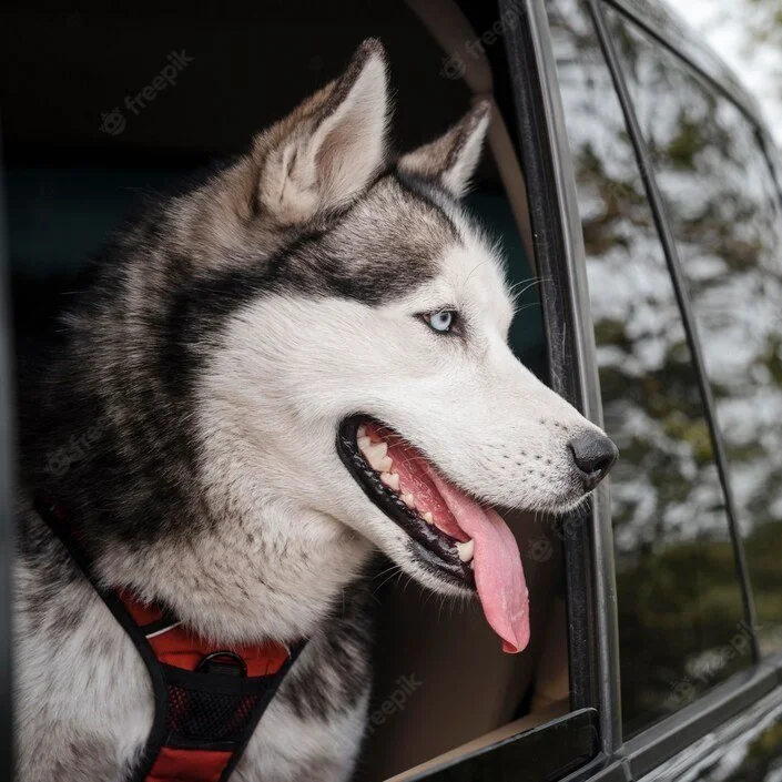 Happy Husky Road Trips 