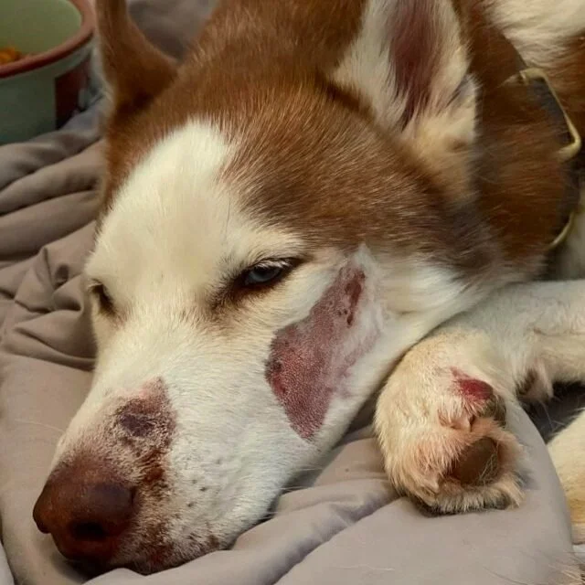 The ABC’s of Burns in Dogs