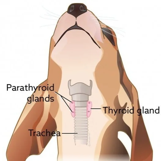 Hypocalcemia in Dogs