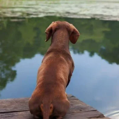 Dogs and the Dangers of Blue-Green Algae 