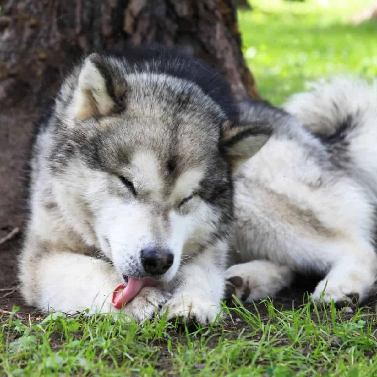 Excessive Self-Licking in Dogs