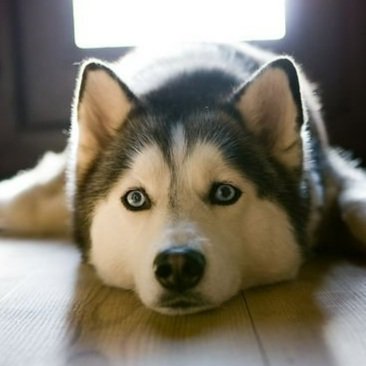 Do Dogs Mourn Another Dog’s Death?