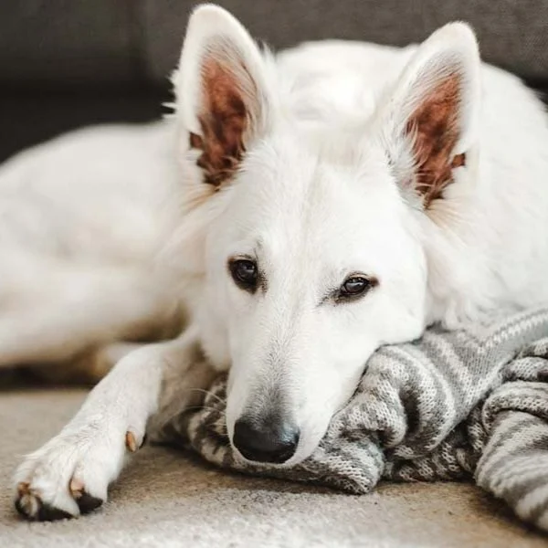 Does YOUR Husky Dig Digging in the Carpet?