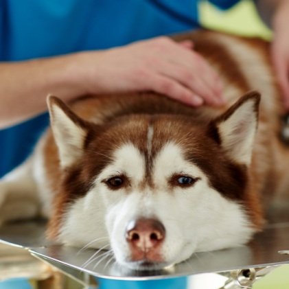 Addison’s Disease in Dogs