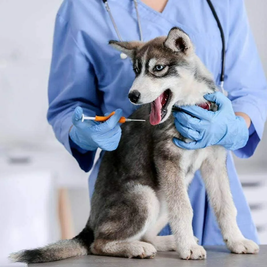 May is National Microchip Month
