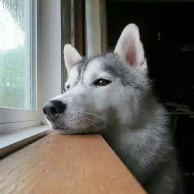 Dogs and Seasonal Affective Disorder (SAD)