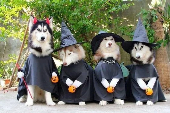 Pooches on the Porch