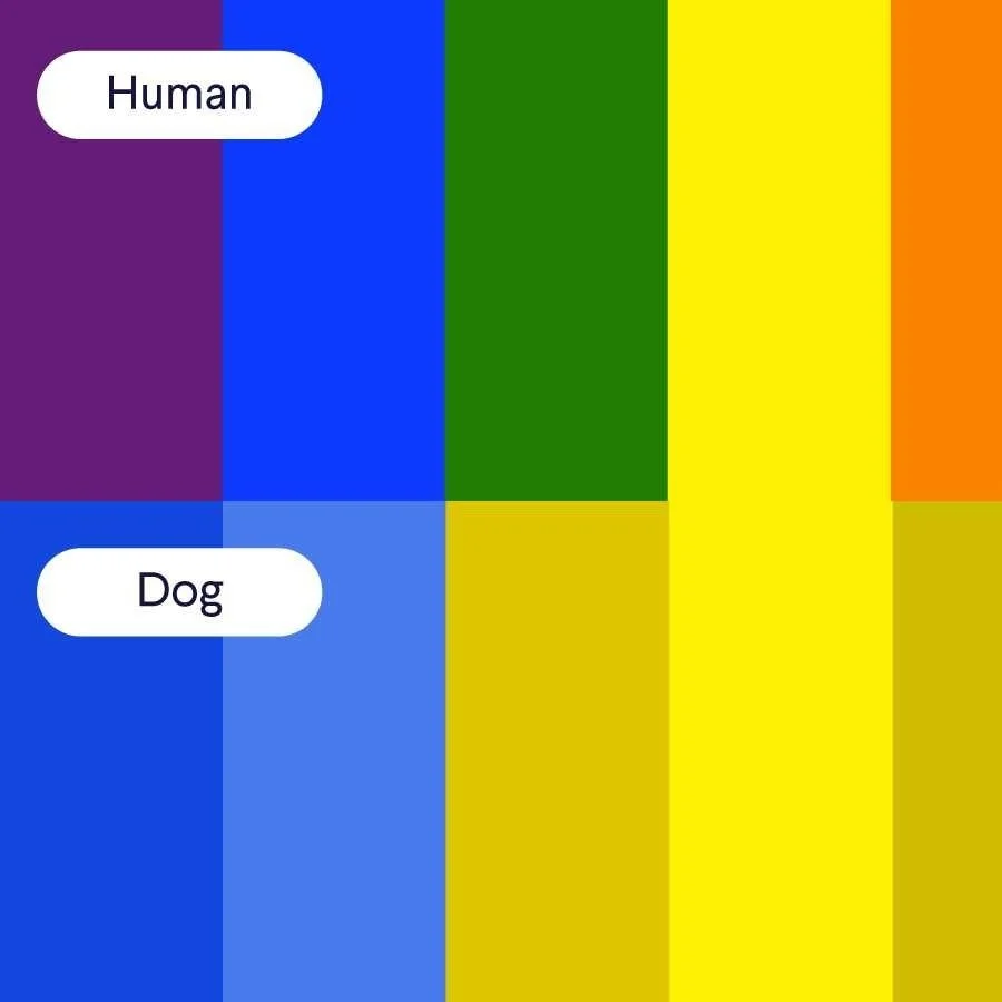 Can Canines See Color?
