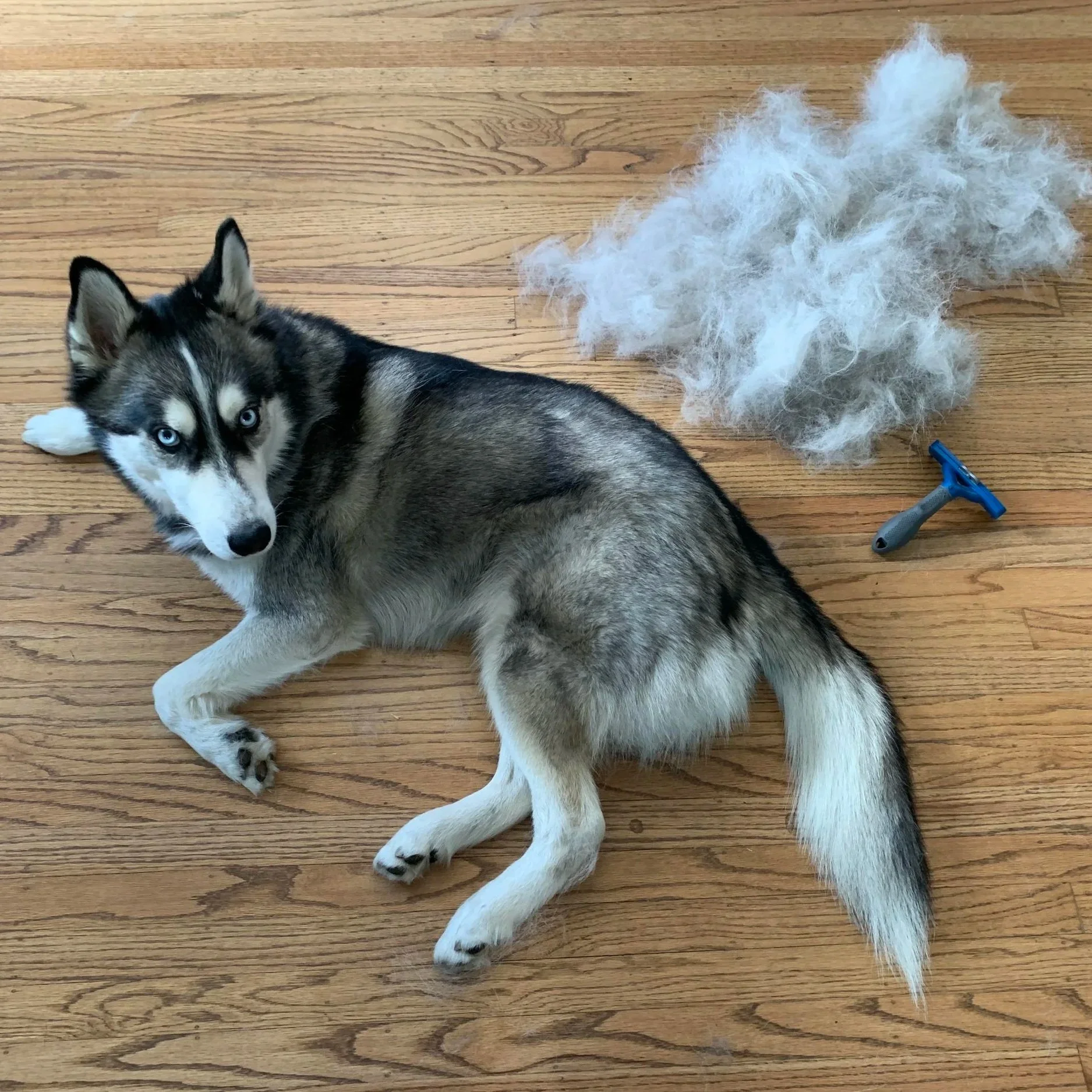 Coping Successfully with Husky Shedding