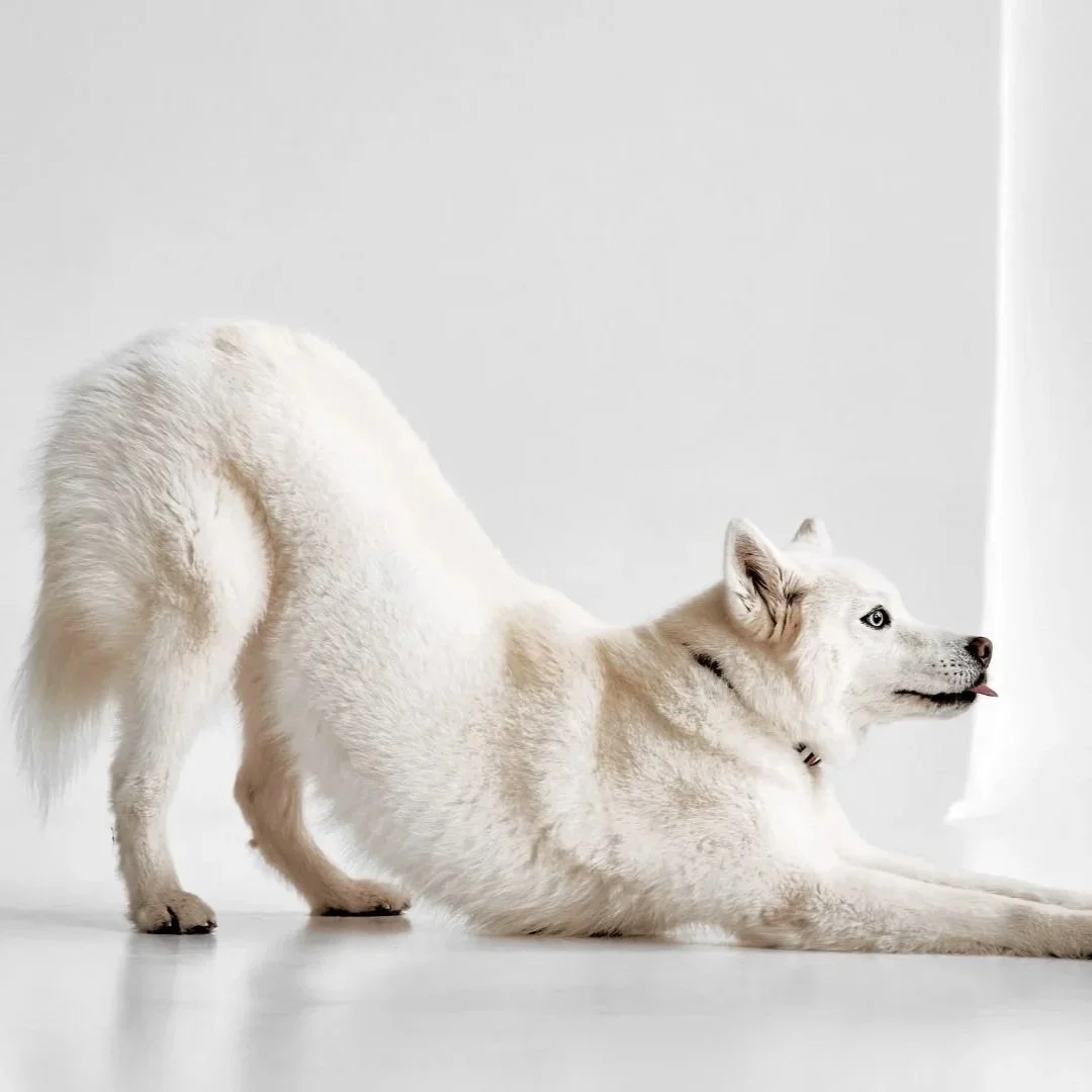 Huskies and S-t-r-e-t-c-h-i-n-g