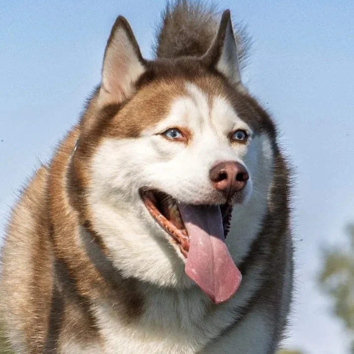 Loki
