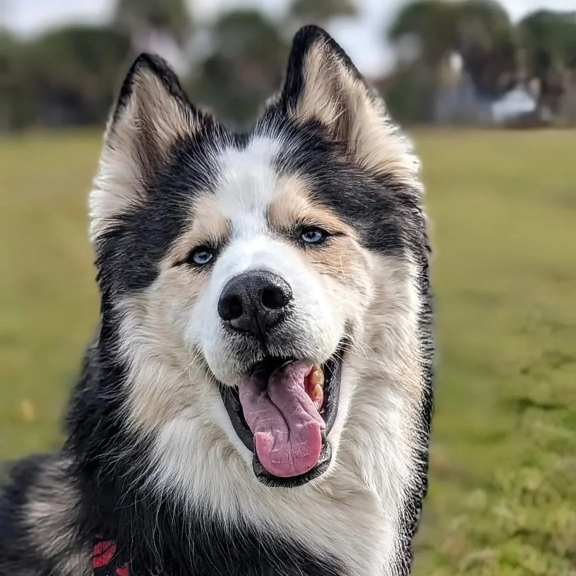 Why Huskies are Stubborn