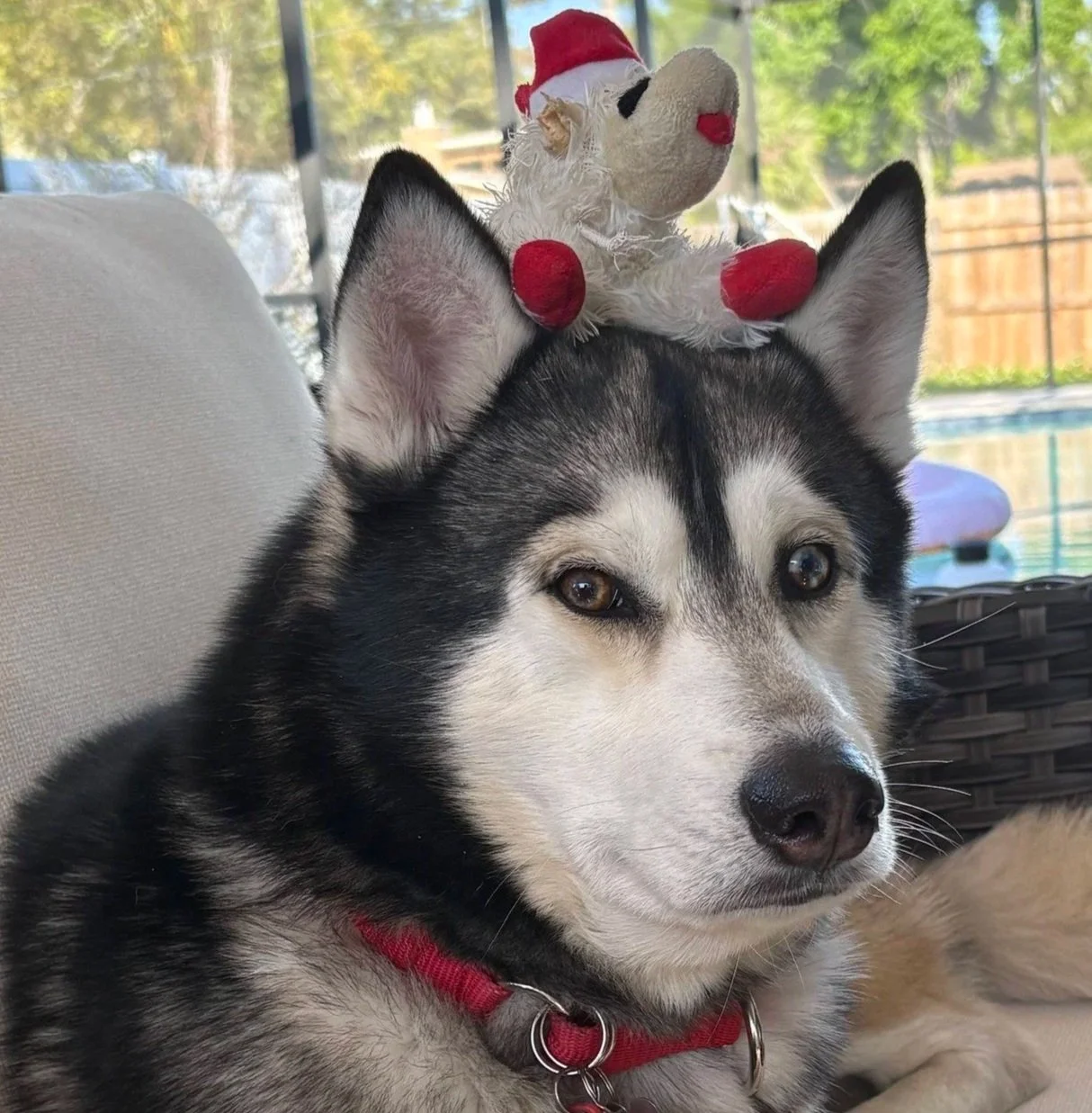 Nanook