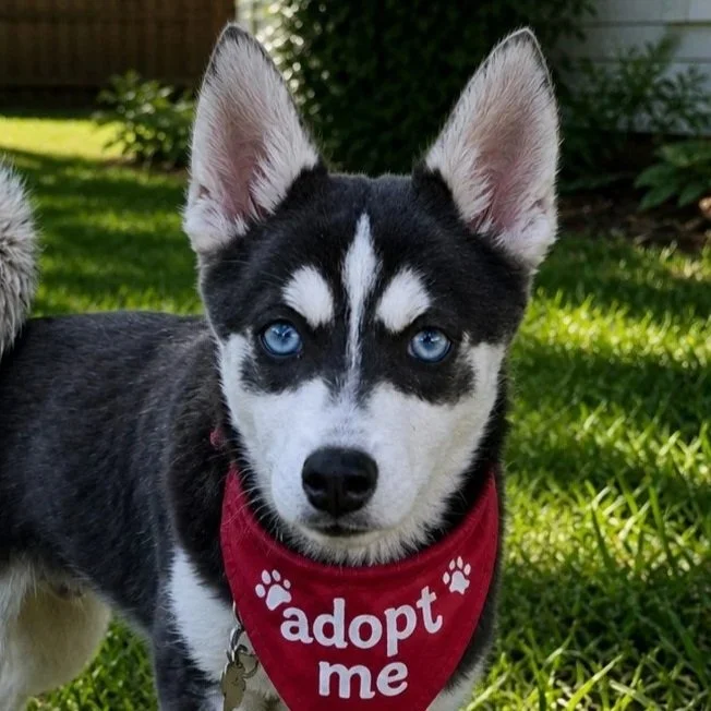 Felix