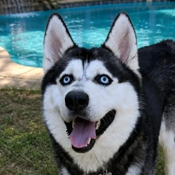 Sultan