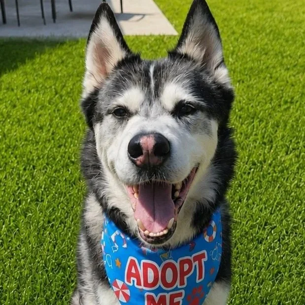 Buddy