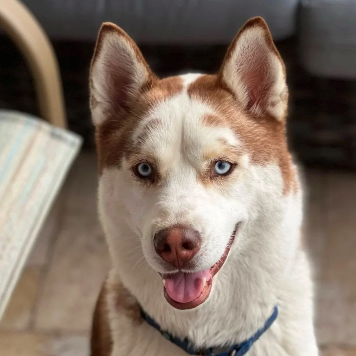 Loki