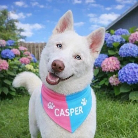 Casper