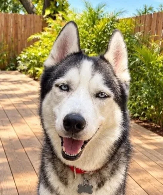 Suka