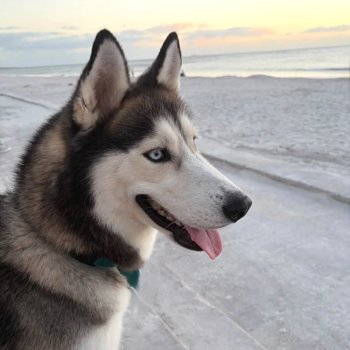Lobo