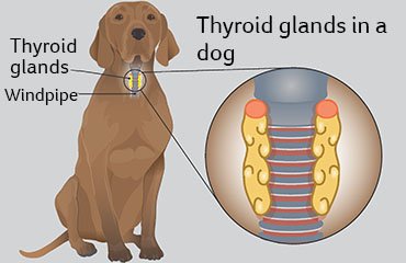 Hypothyroidism In Dogs — Husky Haven Of Florida