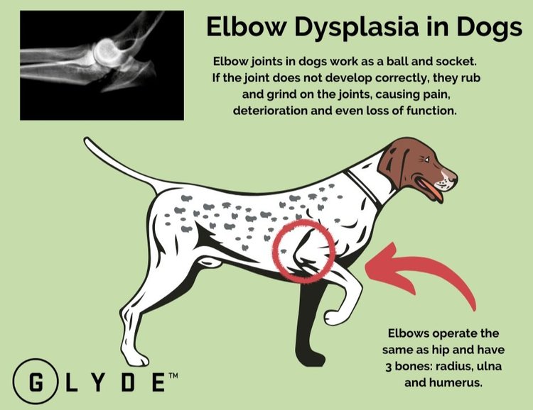 Elbow Dysplasia in Dogs — Husky Haven of Florida