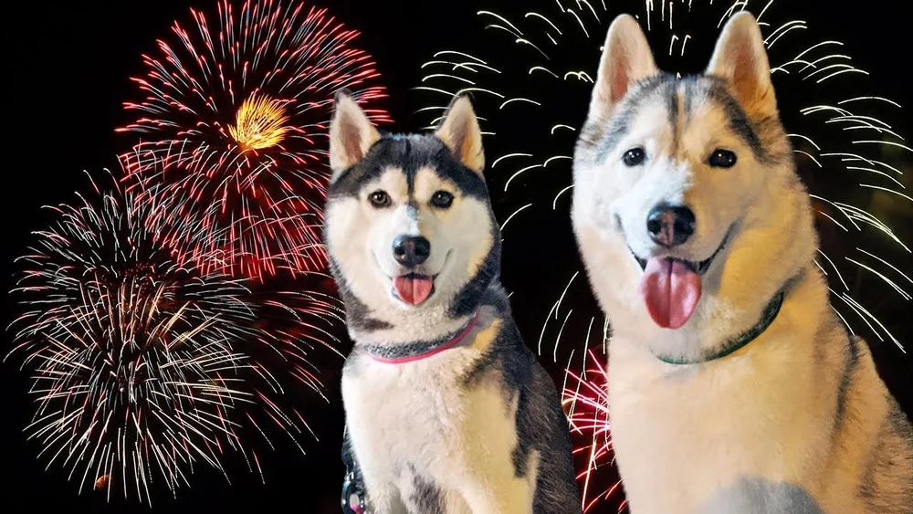 Helping Your Husky Cope with Fireworks — Husky Haven of Florida