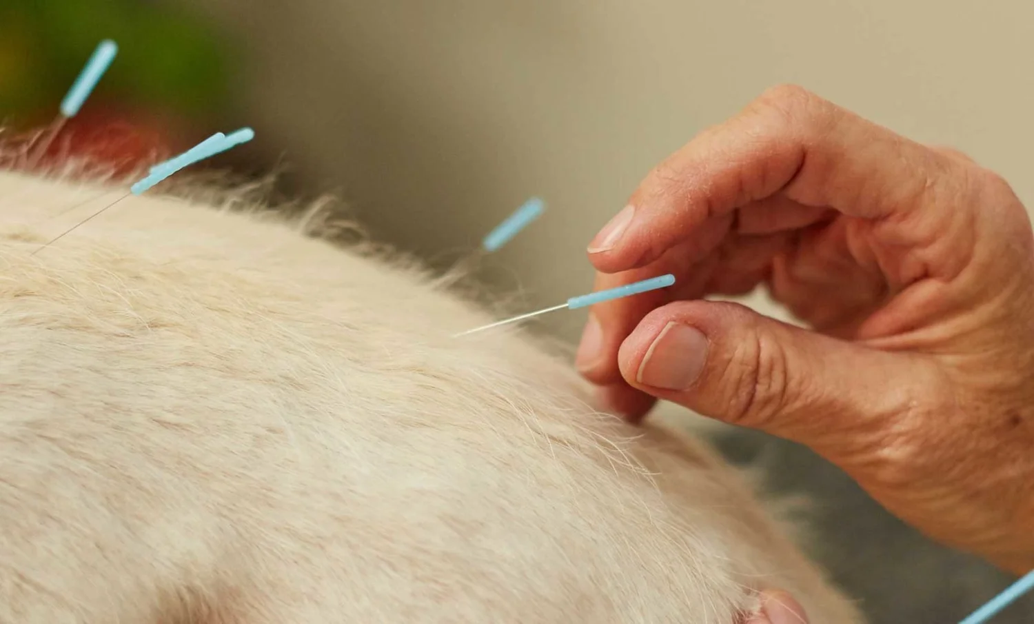 Acupuncture for Dogs — Husky Haven of Florida