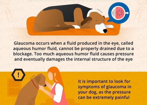 Glaucoma in Dogs — Husky Haven of Florida
