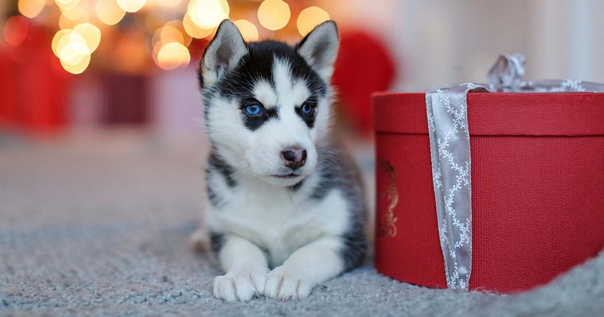 No Pets as Presents at Christmas — Husky Haven of Florida