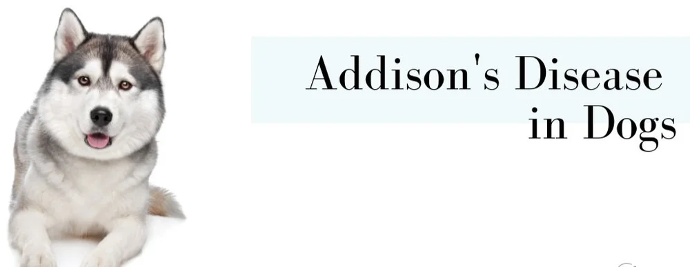 Addison’s Disease in Dogs — Husky Haven of Florida