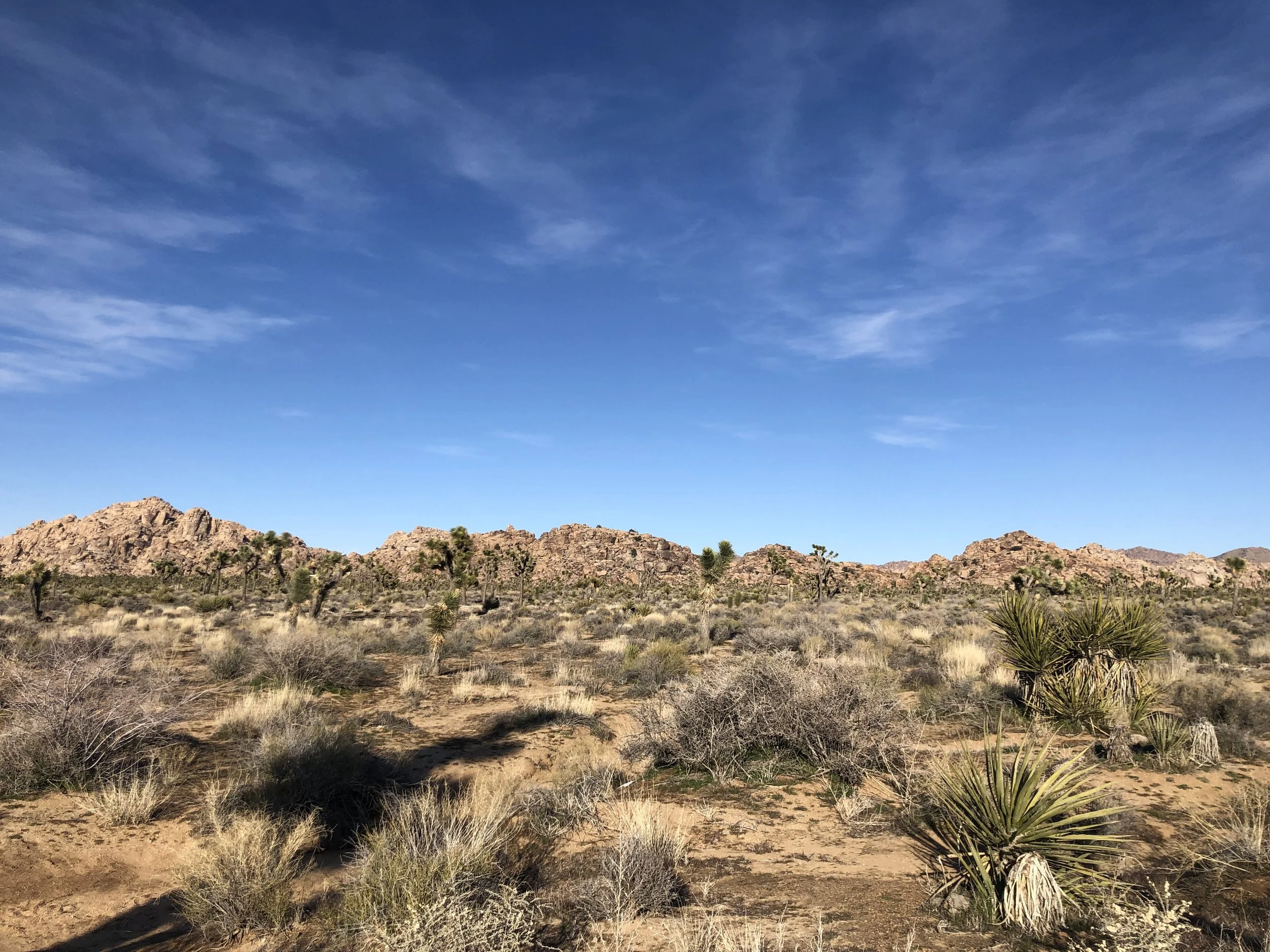 Everything you need to know about visiting Joshua Tree! 