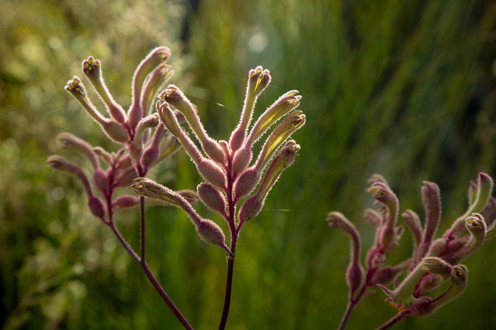 412A3294 Talison Lithium Rehab Kangaroo Paw.jpg