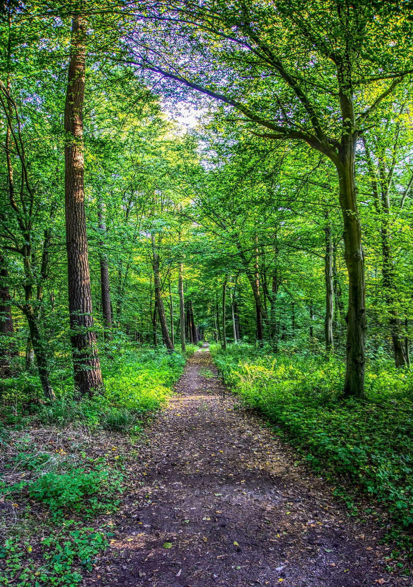 path with lavender.jpg