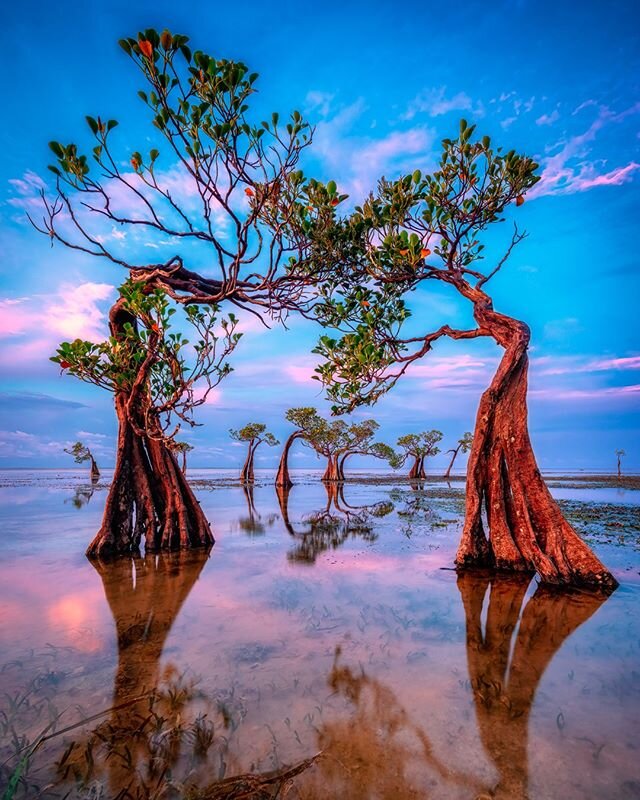 Did you know that trees can dance? 😍⁠
⁠
The silhouette of the mangrove trees that twist like moved by music makes Walakiri beach sunset a unique phenomenon and spoil the eyes. ⁠
⁠
When the sun sets, the combination of the color of the twilight sky a