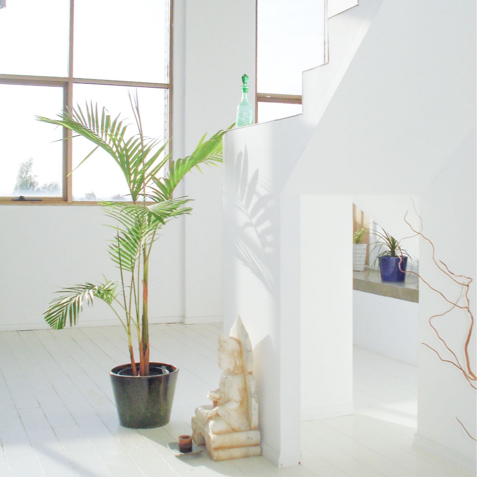 PH-Green-Plant-2.jpg