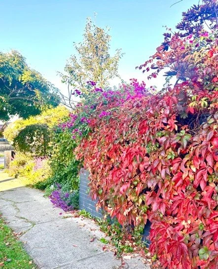 Autumn – A reflection of the Season of Letting Go - by Georgia Karstens