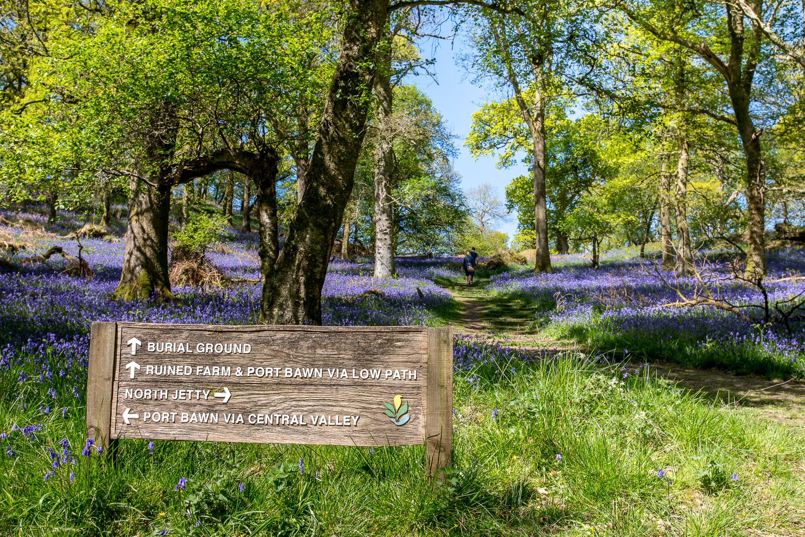 A Day on Inchcailloch – Loch Lomond’s Island Escape