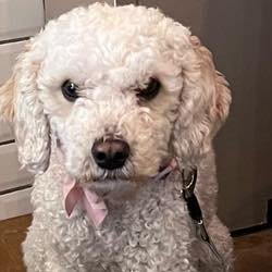 The lovely Lola is out dog of the day. What a cutie!

Why not bring your pup with you next time to you to Hope &amp; Lane? Dogs are most welcome here 🐕&zwj;🦺❤️

#dogfriendly #dogswelcome #dealcoffeeshoo #dealinkent #dealkent