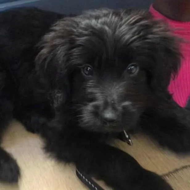Let us introduce you to this gorgeous little chap, Lawrence - our pup of the week.

Isn&rsquo;t he just adorable?! 

This cute Cocker Spaniel puppy is just four months old and belongs to one of the Hope &amp; Lane team so you can be sure he will be a