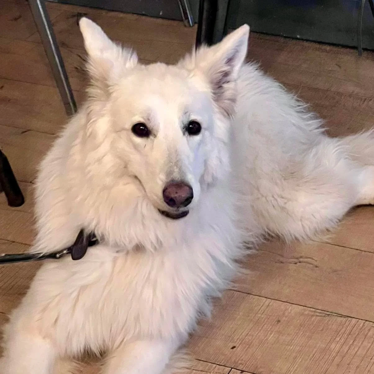 Meet the lovely Luna, our pup of the week!

Dogs are welcome at Hope &amp; Lane and remember to take a free treat from the jar on the counter when you visit. 

#pupoftheweek #dogfriendly #dogswelcome #independentcoffeeshop #dealkent