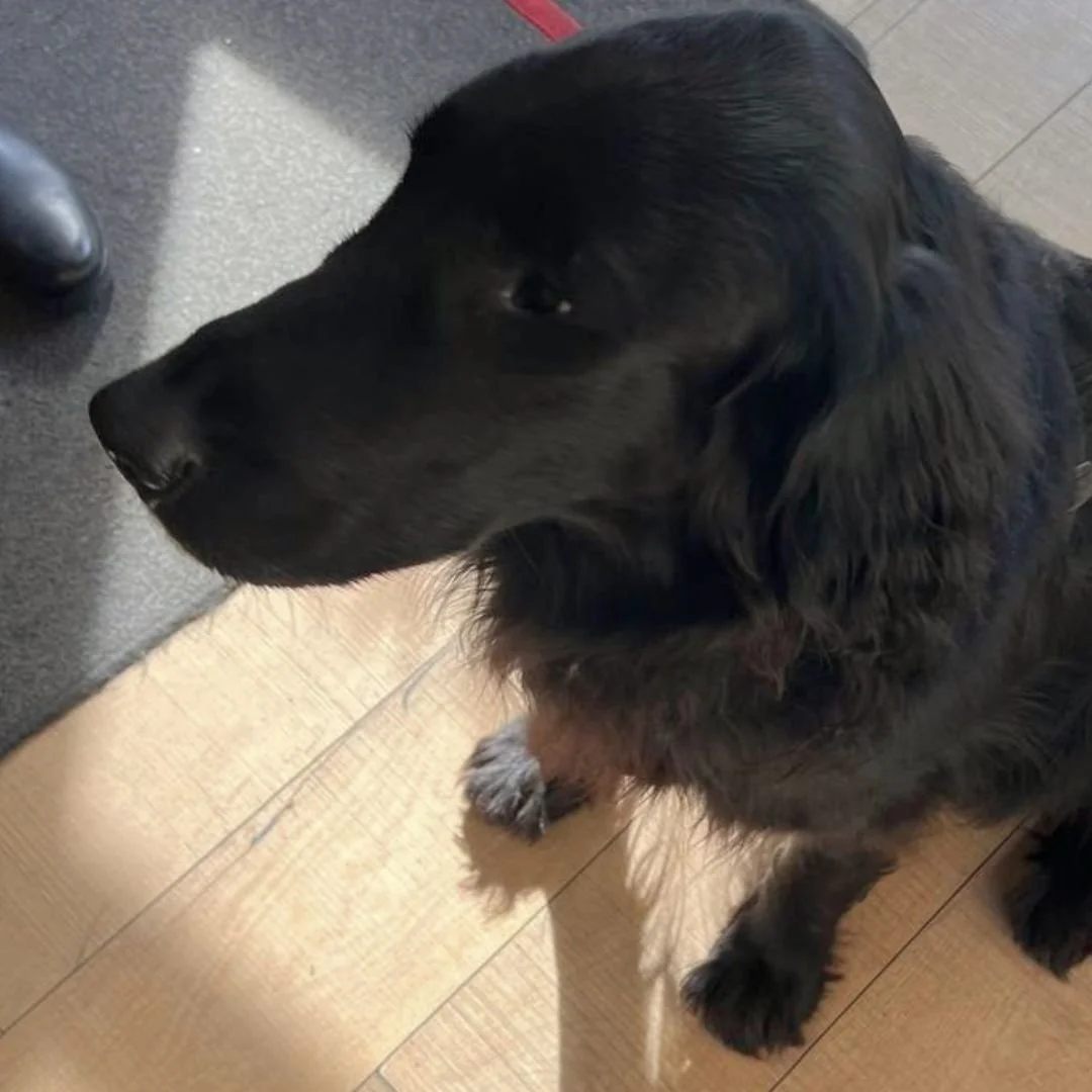 Lovely Charlie 🐕❤

#dogswelcome #dogfriendly #hopeandlane #coffeeshop #dealkent